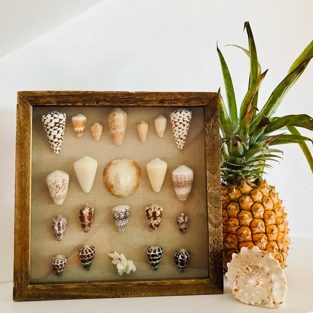 Rare Hawaiian Shell Art Shadowbox